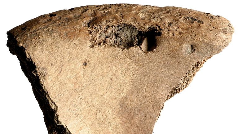 Bite marks from a large cat found on the pelvis of a Roman-era skeleton in York. Pic: Durham University/PA