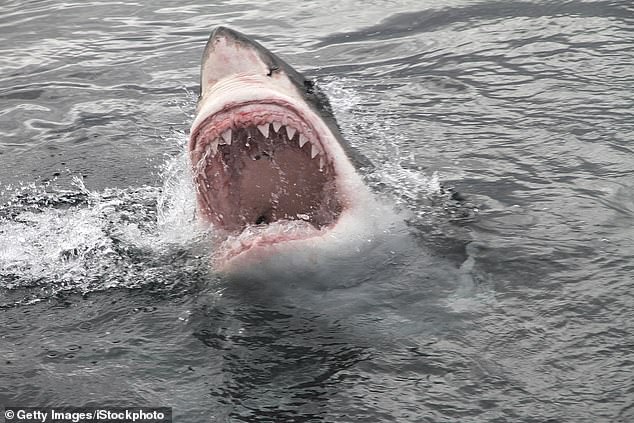 Thanks to the film Jaws, most people view sharks as terrifying beasts. But while only 47 people were bitten last year, tens of millions of sharks were killed by humans
