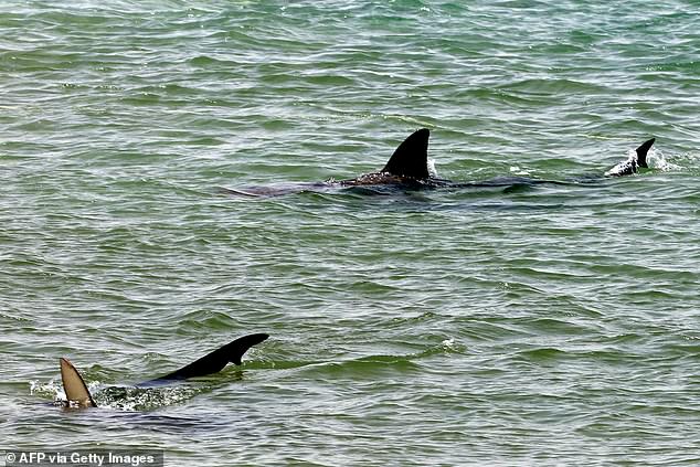 Shark fins are pictured as they swim the Mediterranean sea waters off the coast of Hadera in central Israel on April 22, 2025. Remains have been found after a man went missing following a suspected shark attack