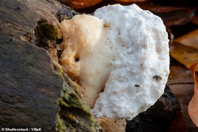 Scientists investigating the bitter bracket fungi (pictured) discovered three previously unknown bitter compounds, including one which might be the most bitter substance ever found