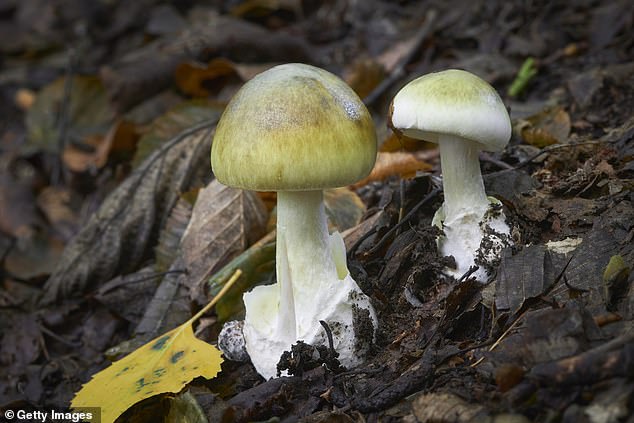 What makes this discovery strange is that the bitter bracket mushroom is not actually harmful to humans. Whereas the death cap mushroom (pictured) is reportedly quite tasty despite being lethally toxic. This challenges the theory that our bitter receptors evolved to help avoid consuming poison
