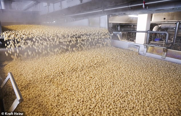 The dried navy beans are blanched and screened for quality control