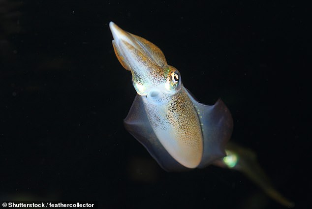 However, research has shown that squid populations are increasing as they fill the gaps in the ecosystem left by other species which have been pushed close to extinction (file photo)