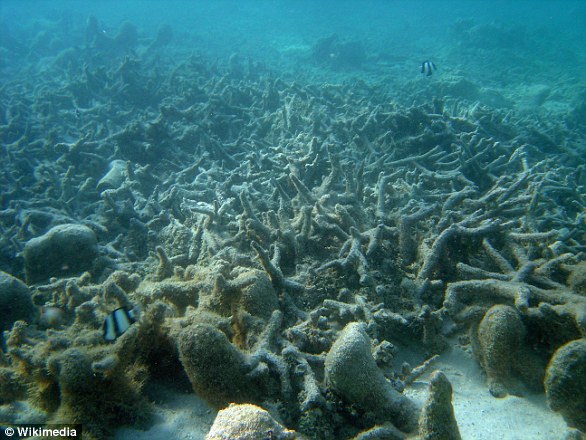 In areas traditionally called 'dead zones', oxygen plummets to levels so low many animals suffocate and die (file photo)