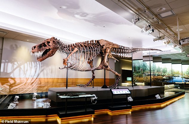 Sue the T.Rex - one of the largest, most extensive and best-preserved fossils ever found. She is on display at the Field Museum in Chicago
