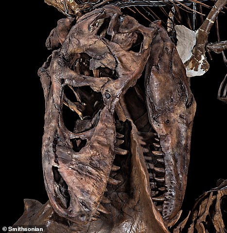 The design builds on previous research which involved extracting a fragment of collagen from a T.Rex fossil which was found in 1988 in Montana (pictured here on display at the Smithsonian National Museum of Natural History)
