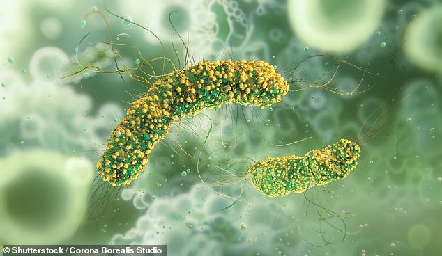 Even healthy individuals can get sick from listeria-contaminated mushrooms, suffering from severe headaches, stiffness, nausea, abdominal pain, and diarrhea