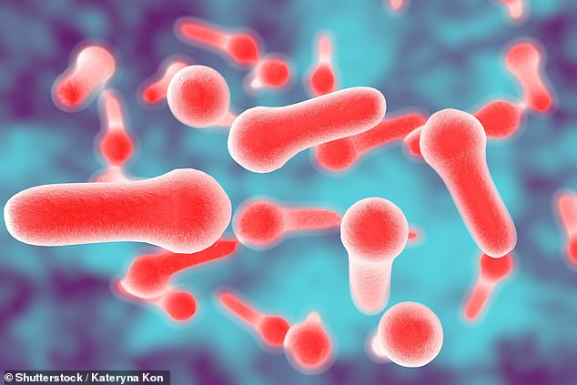 Wrapping your food in foil could allow bacteria such as Clostridium botulinum (pictured), which creates the deadly botulism toxins, to grow on your food
