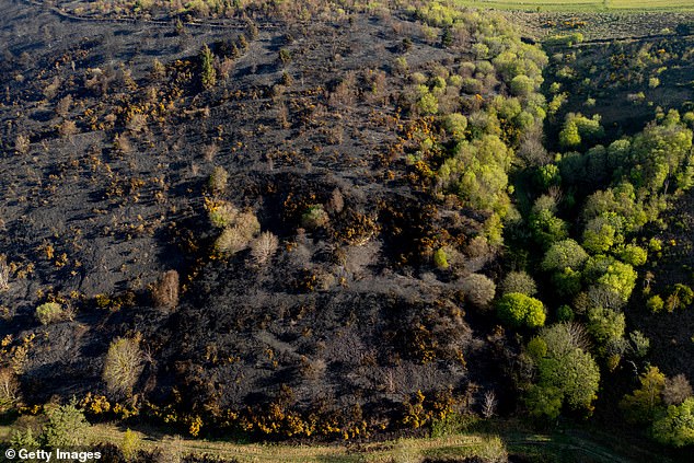 Experts say these devastating fires have been driven by a warm, dry spring. Pictured: An aerial scene of a grass fire in Port Talbot Wales on April 10