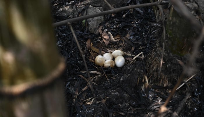 This photo, taken on March 22, 2025, shows burnt wild chicken eggs due to a recent forest fire in Umphang Wildlife Sanctuary in Thailands northern province of Tak. — AFP