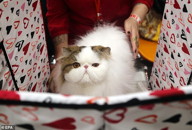 A Persian cat on display during the Baltic Winner show 2025 in Latvia. This breed has a clearly-defined flat face and short snout