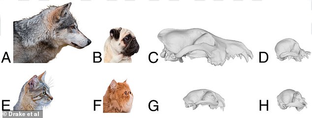 Although wolves (image A and C) and wildcats (image E and G) have very different skull shapes, some of their domestic descendants like Pugs (B and D) and Persians (F and H) have evolved to have similar skull shapes