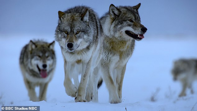 Today's flat-faced dogs are a far cry from their ancestor, the wolf, which traditionally has a long muzzle