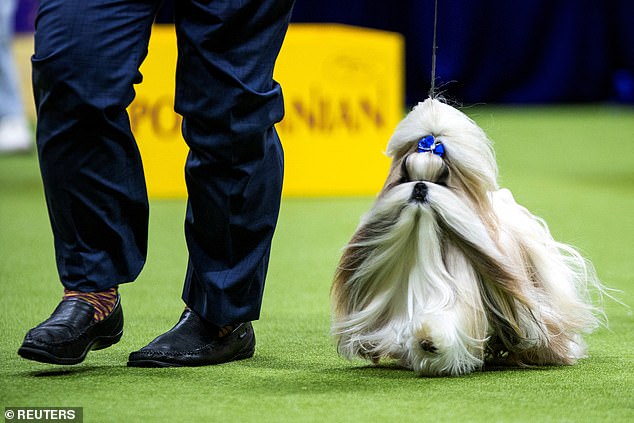 The Shih Tzu is also considered a brachycephalic breed due to it short, flat facial features. Pictured: Comet, from Monclova, Ohio, competes in the Toy Group during the 148th Westminster Kennel Club Dog Show in New York