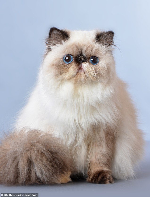 The team said flat-faced dogs and cats have been bred to such extremes that they now look more like each other than their own ancestors (stock image of a Persian cat)