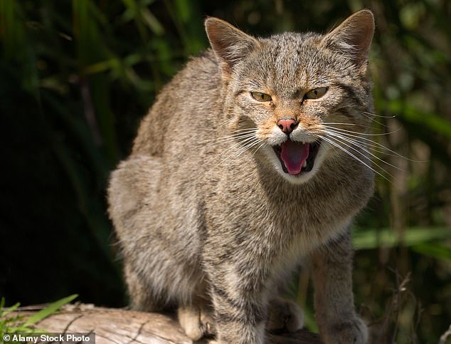 Meanwhile cats descended from wildcats, which have a shorter face and snout. Pictured: A Scottish wildcat