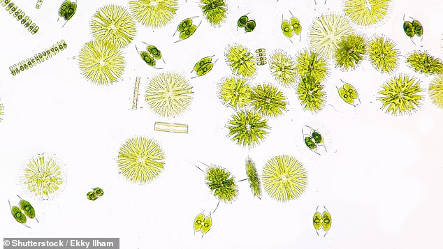 On Earth, DMS and DMDS are only produced by living organisms - mostly microbial life such as marine phytoplankton (like the ones pictured)