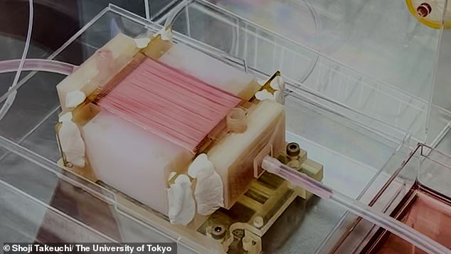 The scientist used a device which mimics the circulatory system by delivering nutrients and oxygen to the artificial tissue through 50 extremely thin hollow fibres