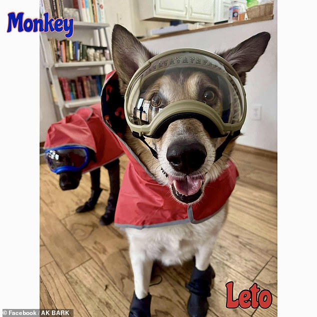 Anchorage locals have shared photos of their pups' protective gear on the Facebook page for a local pet shop, AK Bark, that is selling goggles and dog respirators