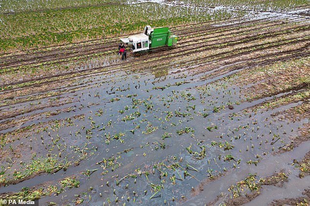 Extremely wet weather between autumn 2022 and spring 2024 hit harvests and food production