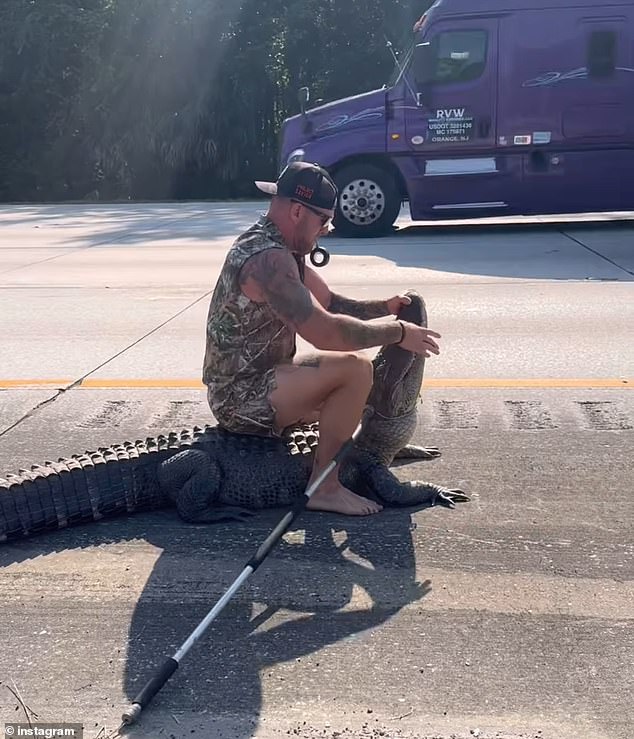 Dragich sat on the alligator's back, pinning it down with his body weight and the catch pole. He then grabbed the gator's jaws and lifted its head to tape them shut