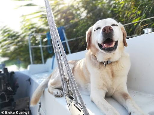 Researchers have discovered that owners feel their dog loves them more than anyone else and are also their best source of companionship