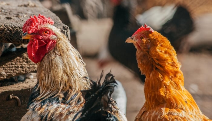 Representational image showing chickens at a poultry farm. — Pexels