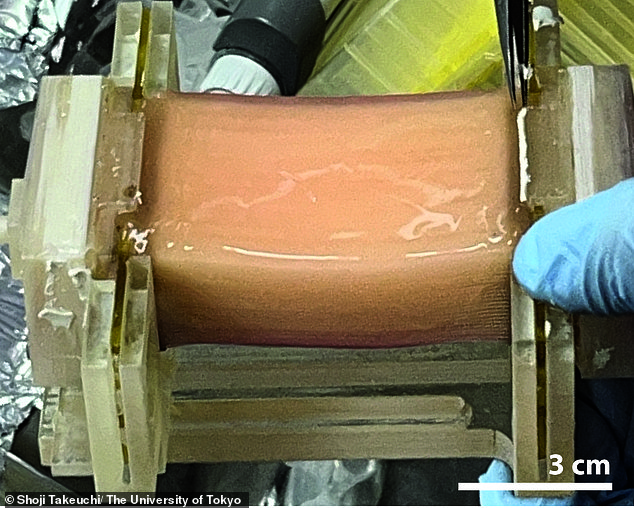 The chicken meat tissue before the hollow fibres were removed. Stress tests revealed it had a similar texture to traditional chicken meat