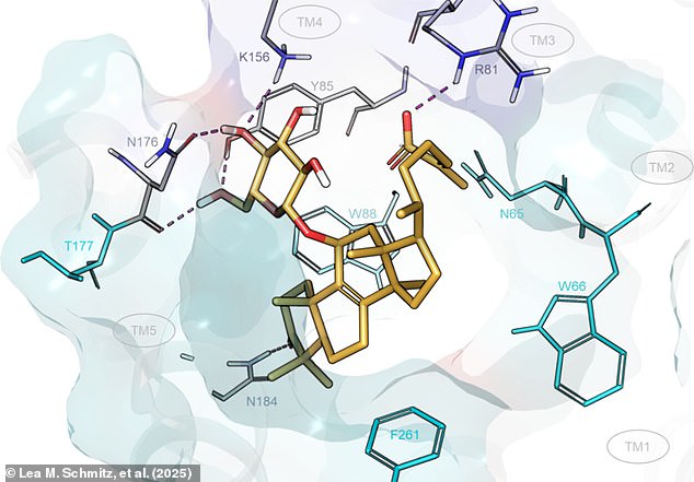 The chemical oligoporin D (illustrated) is so bitter that you could taste a single gram of the chemical dissolved in 106 bathtubs worth of water
