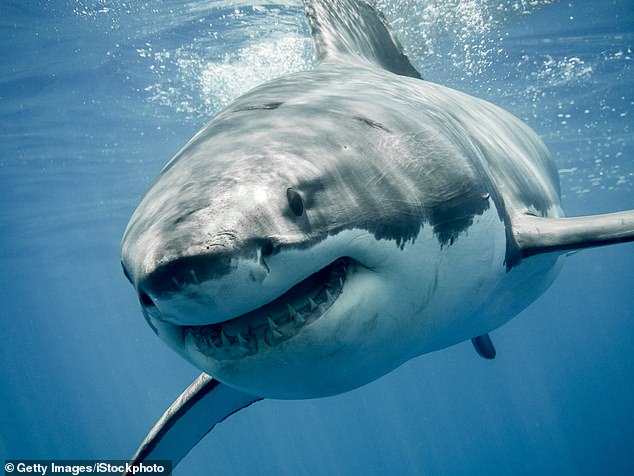 Since the release of Jaws in 1975, a lot of people have been absolutely terrified of sharks. But now, scientists have worked out the main reason behind some of their attacks