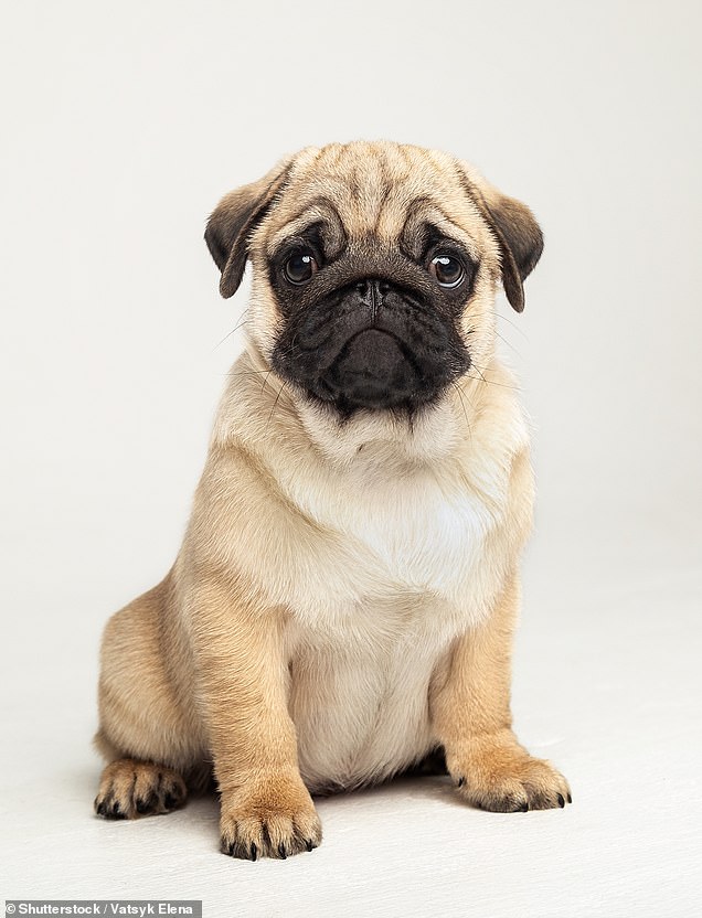 Pugs, like this one pictured, have been bred to have short, broad skulls. As a result they regularly experience breathing difficulties (stock image)