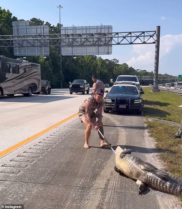 Licensed alligator trapper Mike Dragich, 36, took on a massive gator along the side of I-95 in Jacksonville, Florida on Sunday, and the beast didn't stand a chance