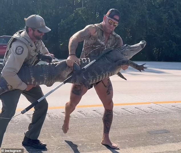 Dragich lifted the gator into his arms with an assist from a Florida state trooper, who lifted its back-end. An average 10-foot-long alligator can weight 500 to 600 pounds