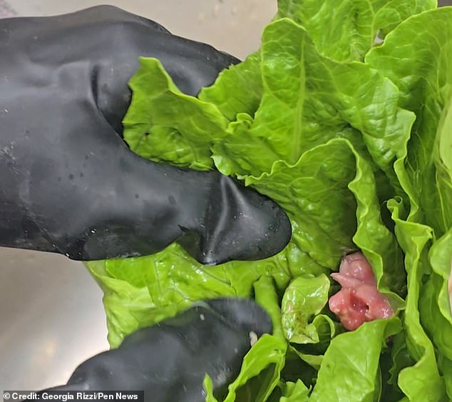 A beauty therapist was left 'absolutely sick to the stomach' after discovering a suspected dead rodent embryo in her lettuce from Tesco