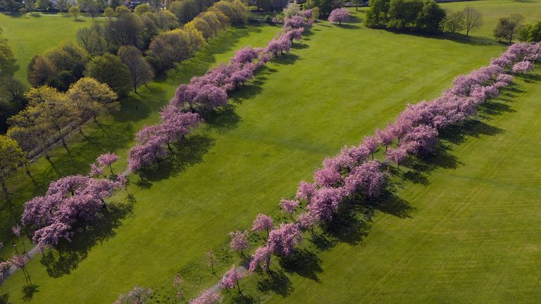 Cherry blossom in full bloom at The Stray in Harrogate, Yorkshire. Picture date: Thursday April 24, 2025.

