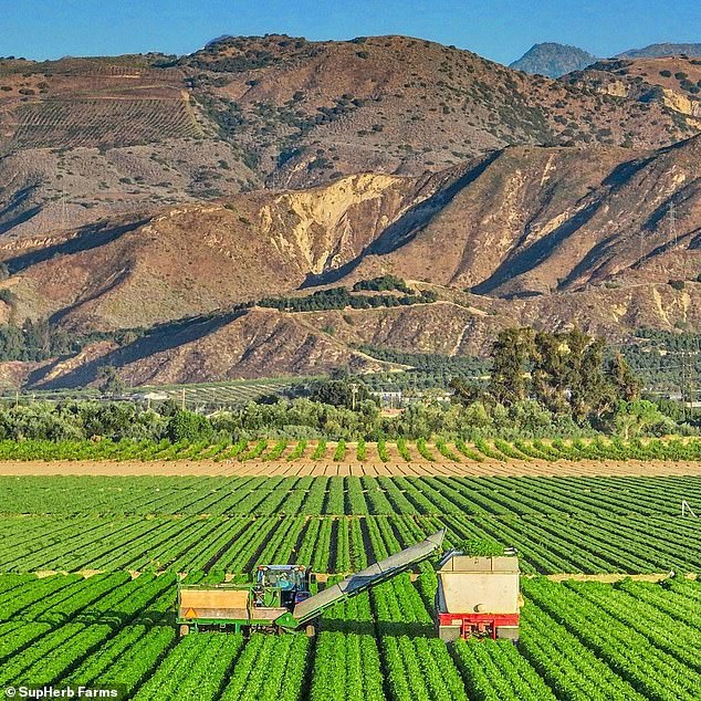 The salsas were made with cilantro grown by SubHerb Farms in Turlock, California. The farm recently informed SJS that it has recalled part of its crop because it may contain wood