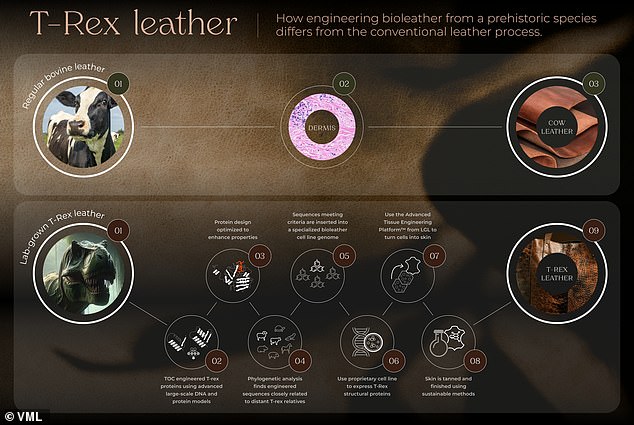 A step-by-step guide to how the process could work. Scientists said they are 'unlocking the potential to engineer leather from prehistoric species'