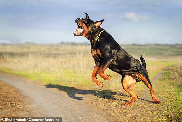 Rottweilers caused seven deaths over three years, earning one of the highest fatality rates per bite among dog breeds.