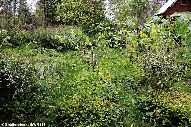 Overgrown: A messy, unloved garden could knock as much as £22,000 off the value of a property