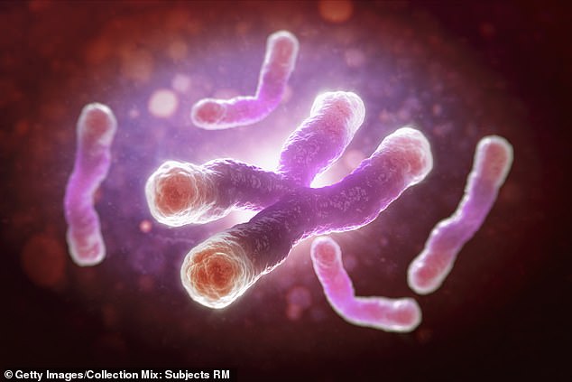 Telomeres, pictured here, are thought to protect chromosomes from damage. Shorter telomeres have been associated with shorter lifespans (stock image)