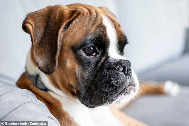 Boxers were involved in 39 bite incidents and one fatality, ranking high in severity despite their generally playful nature.
