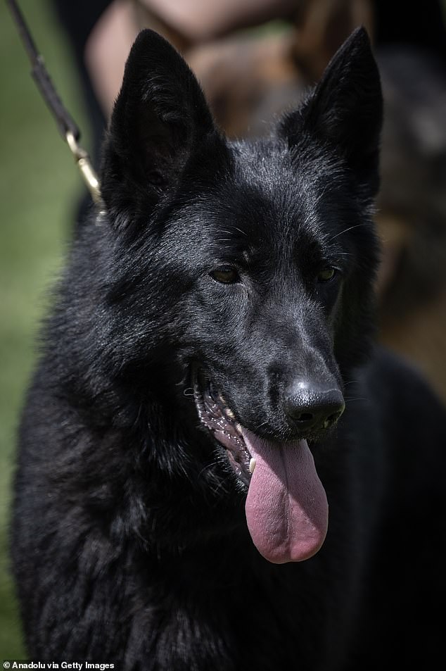 Shepherds are intelligent working dogs but accounted for over 10 percent of bite incidents during the three-year study period.