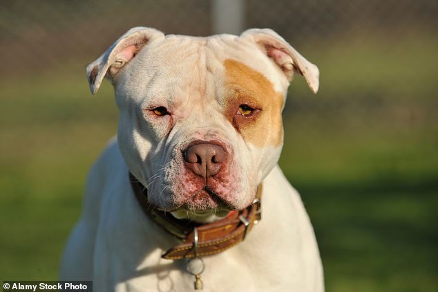 Pit Bulls were responsible for 284 deaths, more than 65 percent of all fatal dog attacks in the U.S. Experts cite their powerful bite and strong prey drive as key risks.