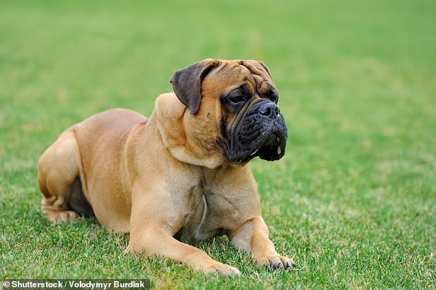 Despite fewer incidents overall, mastiffs caused three fatalities, a reminder of the risks associated with large breeds.
