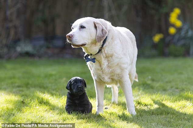 Labs, typically known for their friendly demeanor, still made the top 10 list due to a high number of bite incidents.