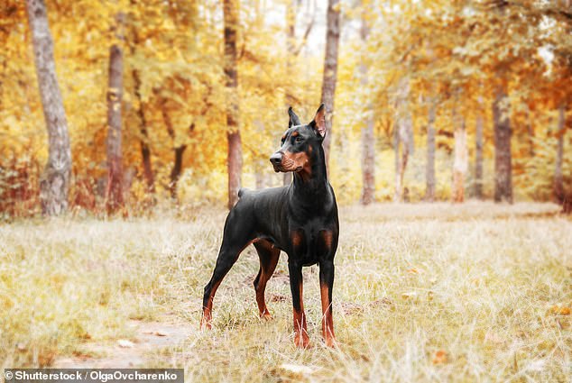 Dobermans had no recorded fatalities during the study but still posed a moderate risk due to their protective nature.