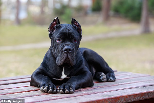 With four fatalities on record, Cane Corsos have drawn concern for their strength and guarding behavior.