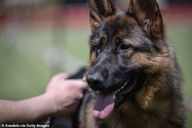 Rottweilers caused seven deaths over three years, earning one of the highest fatality rates per bite among dog breeds.