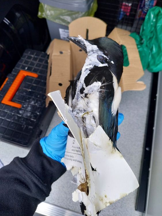 The stricken magpie. Pic: Scottish SPCA