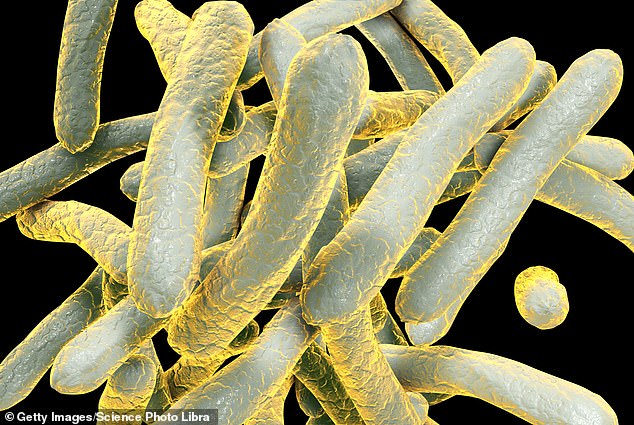 Tuberculosis, also called TB, is a fatal illness caused by the Mycobacterium tuberculosis bacteria and mainly affects the lungs